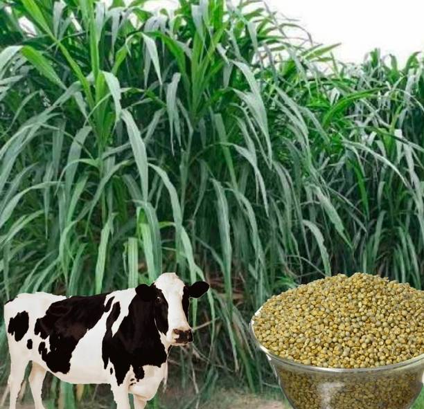 HYBRID 1kg animal grass seeds more milk and soft green grass seeds Seed