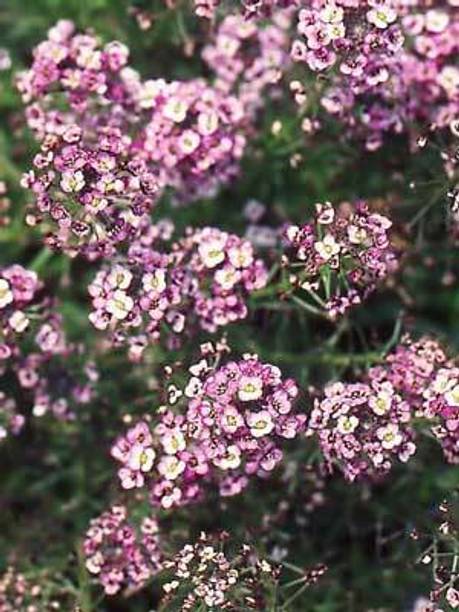 Mozette Exotic sweet allysum Seed