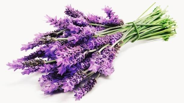 MOOFGA Lavender Seeds for Planting - English Lavender Flower Herb Seed