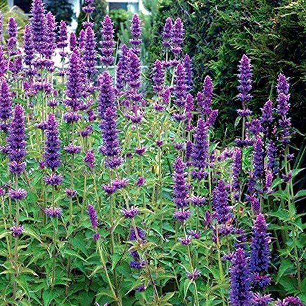 CYBEXIS LXI-39 - Mexicana Lavender Blue - (2250 Seeds) Seed
