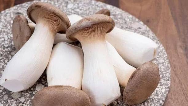 KrishnaSheeds White Oyster Mushroom Seed