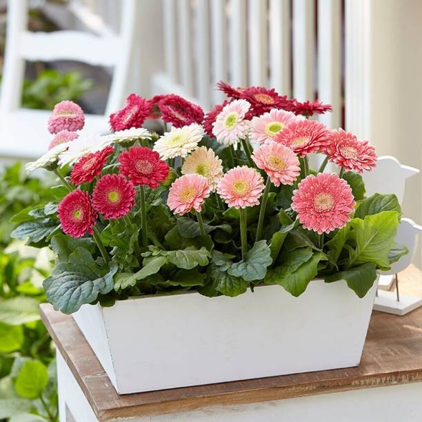 XOLDA Gerbera Mix Flower Seed