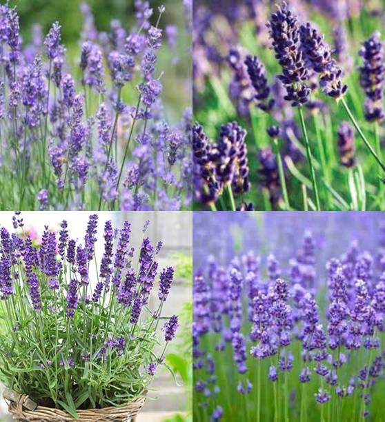 ibains lavender seeds combo beez 29 Seed