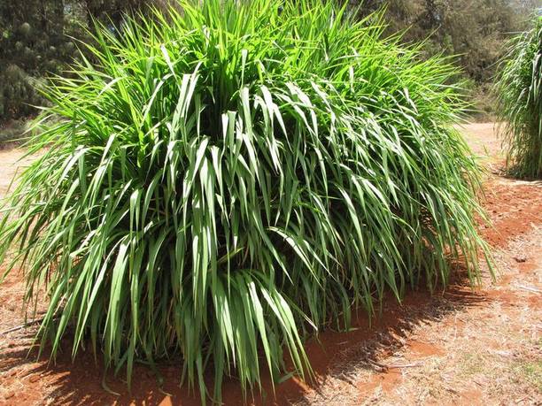 ARPGS Napier grass, sudan, makhan grass seeds, grass seeds for cow Seed