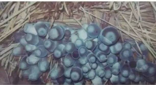 Sarka Sheeds Mushroom Seed