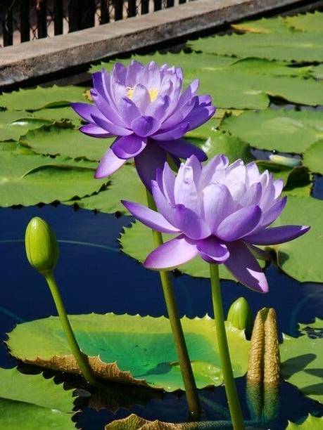 LPR Kamal, Lotus Seeds, Water Lily Seeds, KAMAL GATTA, LOYUS SEEDS FOR HOME GARDNING Seed