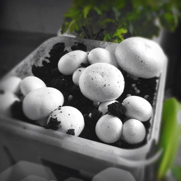 Arko Button White Mushroom Spawn Seed First Generation High Yield White Mycelium Seed