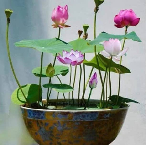jui halder lotus Seed