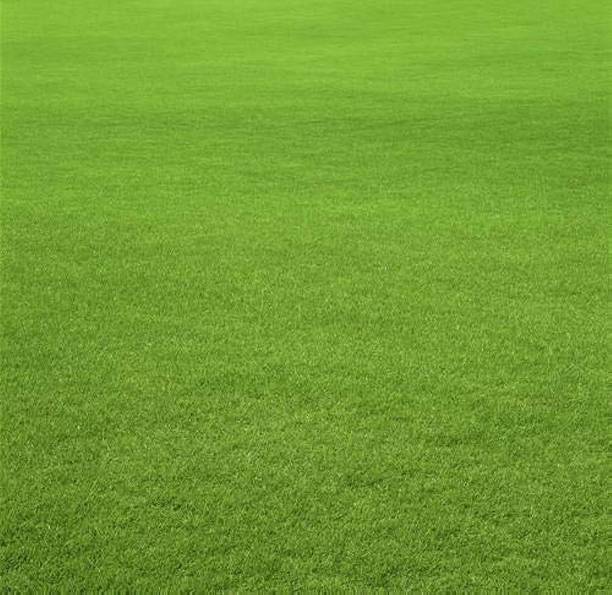 wequality green grass seeds/Lawn Grass Seeds 3000 Seed