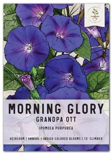 CYBEXIS NBIR-25 - Morning Glory - (900 Seeds) Seed