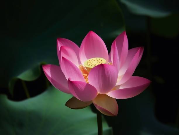 QALANDAR Lotus Seed