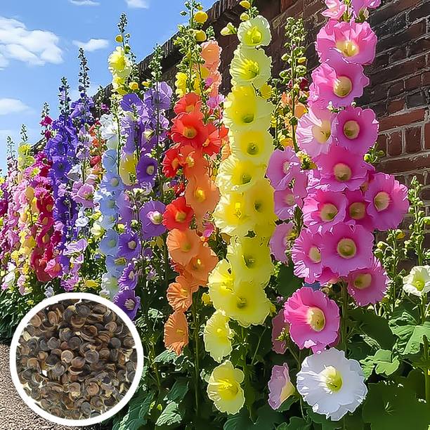 Seedsilk Hollyhock Flower Seed