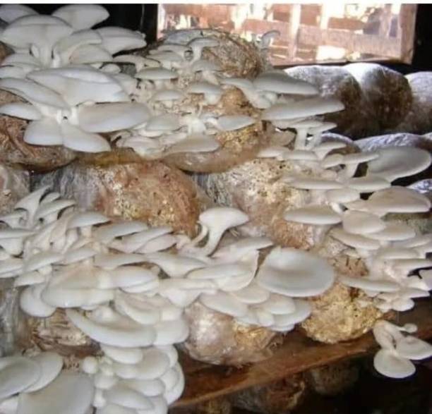 Arko Oyster Mushroom Edible CO2 Variety 200gm Seed