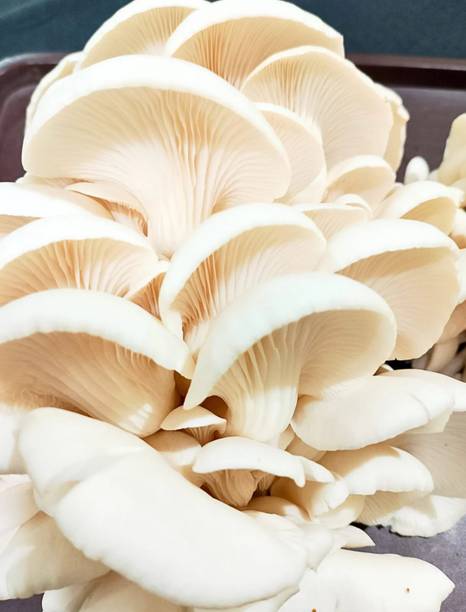 GREENSEA Mushroom Seed