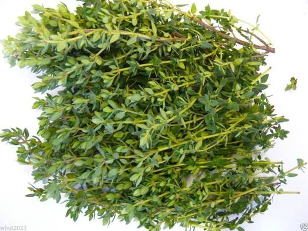 CYBEXIS PUAS-77 - Organic English Thyme - (1350 Seeds) Seed