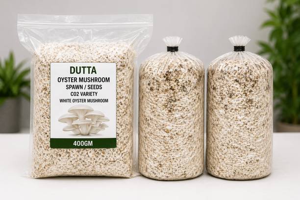 Dutta Original Oyster Mushroom 400GM Spawn/Seeds CO2 Variety- White Oyster Mushroom Seed