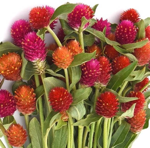 Mozette Exotic gomphrena Seed