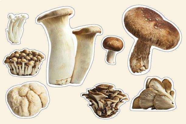 XOLDA Organic mushroom herb Seed