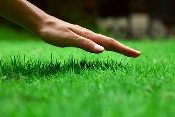 wequality Korean grass seeds, Seeds for korean grass, Best korean grass Seed