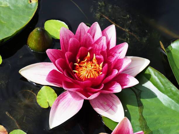 BSARKAR Lotus Seed
