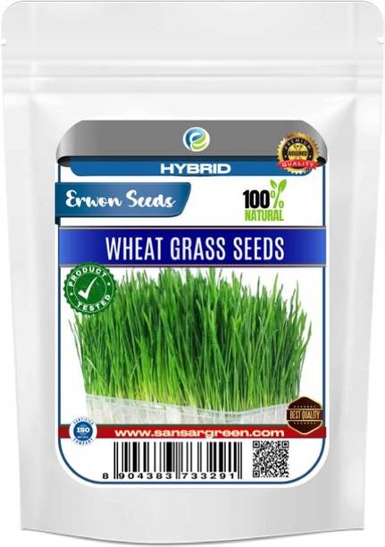 एरवन हाइब्रिड वीट ग्रास सीड्स बीज