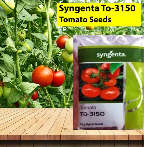 gorgeous moment tomato Seed
