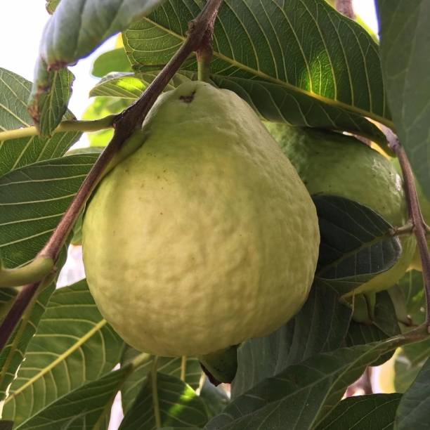 ActrovaX California Home Garden Organic Large Sweet Guava [10gm Seeds] Seed