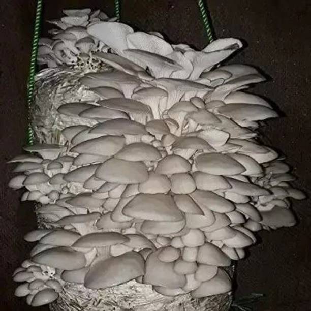 Aro Mushroom Seed