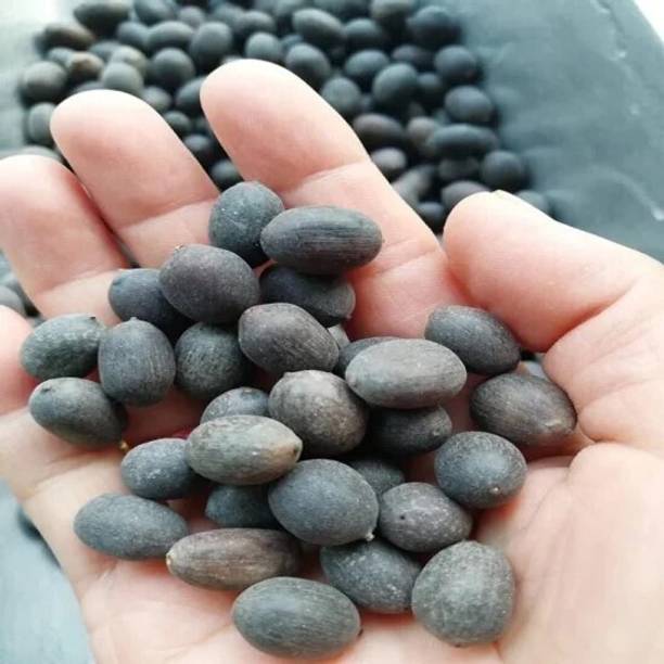 JVK Lotus, Kamal Flower Seed