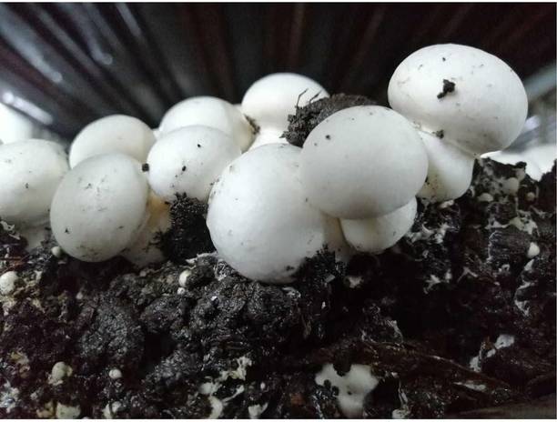 आरको बटन मशरूम स्पॉन ग्रेन सीड्स – फर्स्ट जेनरेशन हाई यील्ड व्हाइट माइसिलियम बीज