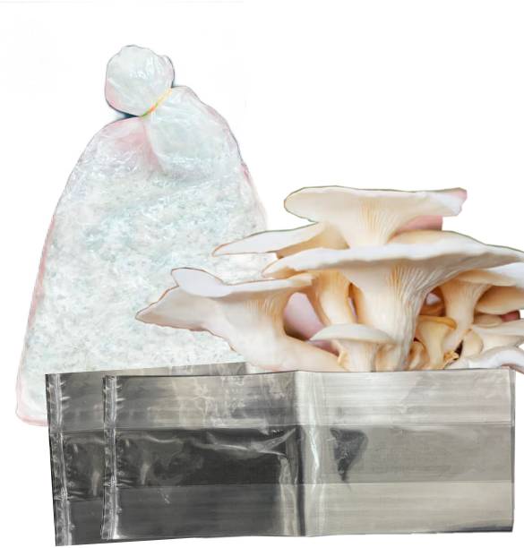 ए2ब्राइट पहली पीढ़ी के ऑयस्टर मशरूम के बीज/प्राणिकाएँ 300 ग्राम, पॉलीप्रोपाइलीन कवर-2 (3 का पैक) बीज