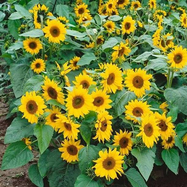 SMGOLD Sunflower Miniature Seed