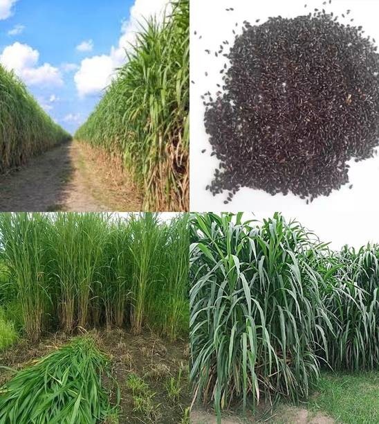 ibains Super napier grass seeds hybrid beez 501 Seed