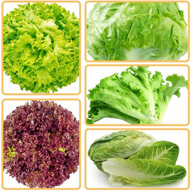 बीज हब प्लस लेट्यूस मिक्स सीड कॉम्बो (5 वैरायटी) 1100+ बीज घरेलू बागवानी के लिए बीज