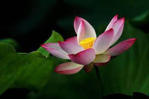 CARIBBEAN LOTUS SEEDS Seed