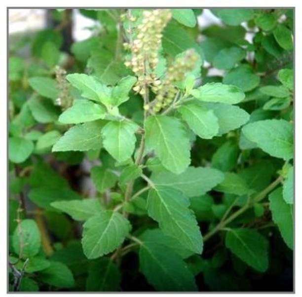 WILLVINE Natural Tulsi or Holy Indian Tulsi Plant Seeds-[2000 Seeds] Seed