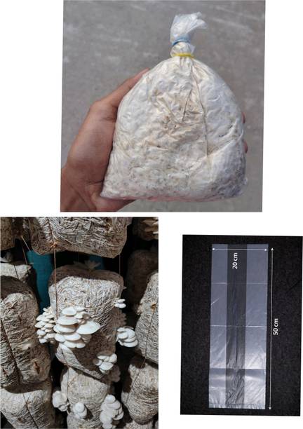 RTMENT Oyster mushroom spawn, Mushroom seed, Milky mushroom, Pleurtous mushroom spawn Seed