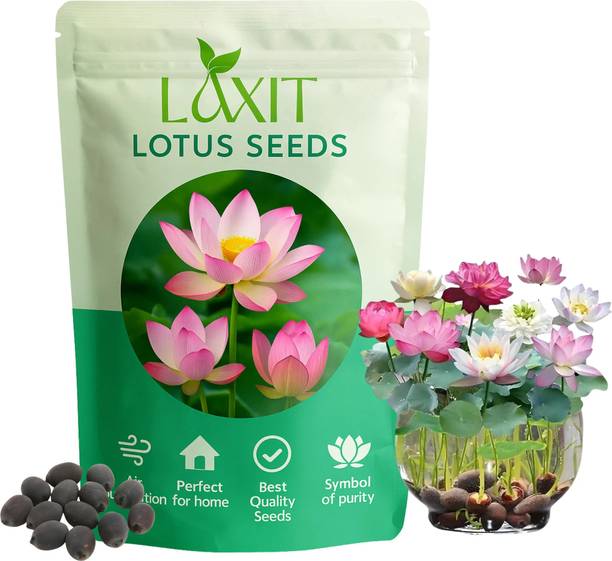 Laxit Lotus Seeds for Home | Lotus Flower Seeds | Kamal Plant Seeds for Home Gardening Seed