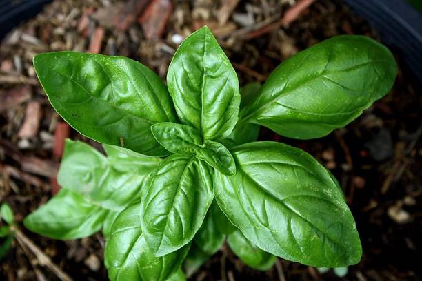 CYBEXIS TLX-92 - Basil Genovese Ocimum Basilicum - (13500 Seeds) Seed