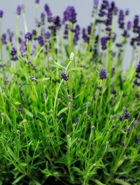 CYBEXIS Lavender Seed