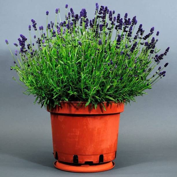 CYBEXIS Lavender Seed