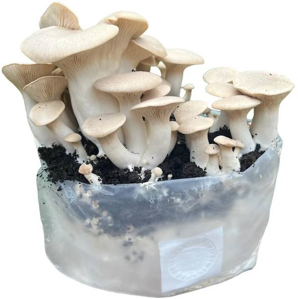 GREENSEA White Oyster Mushroom Seed