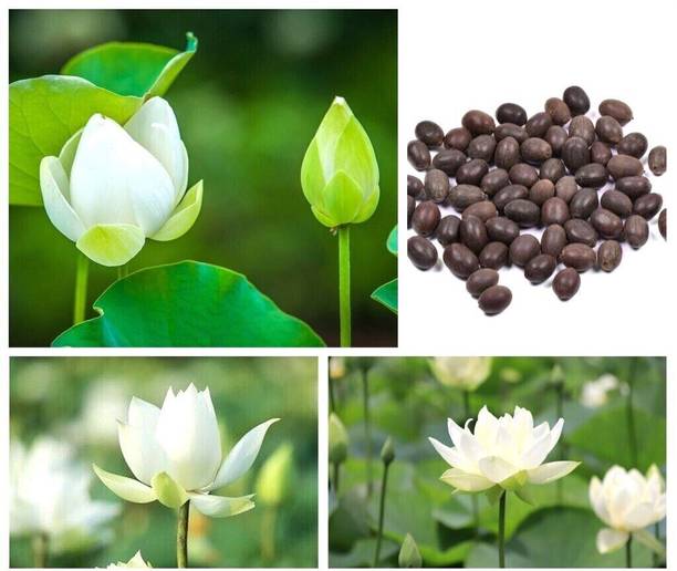 ibains Lotus flower seeds white Seed