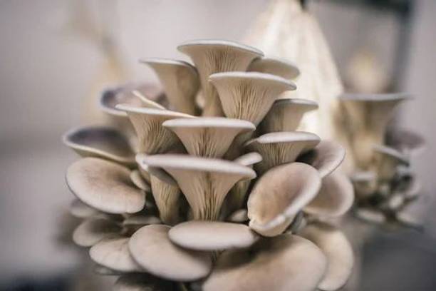 Mayabon Best quality Original Oyster mushroom seed,organic,Healthy,Vegetable ,Pack of 1 Seed