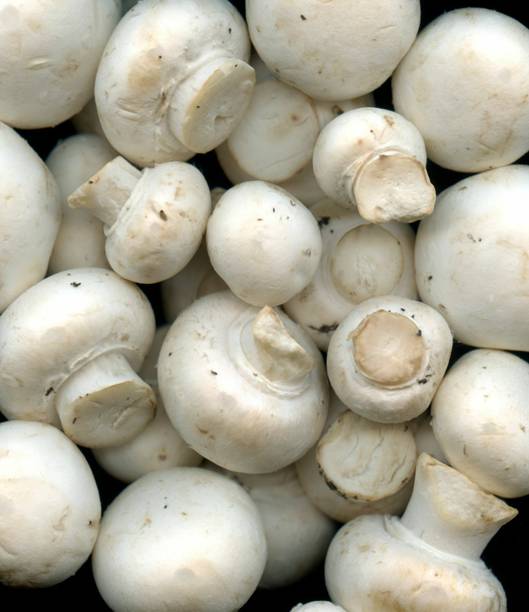 Mozette Mushroom herbs Seed