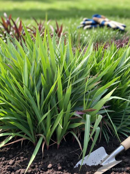 N.G.M. AGROCARE Smart/Dwarf/Indonesia Multi-Cut Hybrid Napier Grass slips/Sticks for Cultivation Seed
