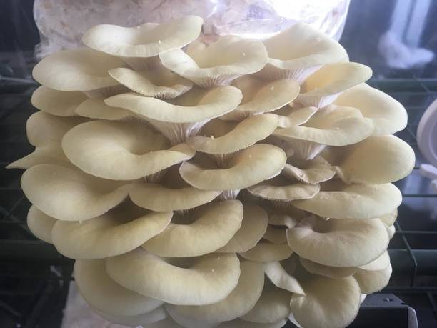AgroEnterprise Oyester mushroom seed/good quality seed pack of 2 ( 200G+200G ) Seed