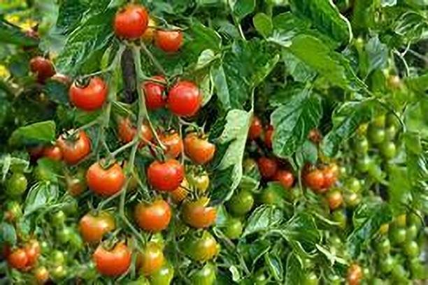 kranti farms tomato Seed