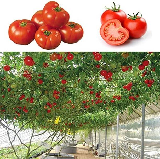 ibains Tomato seeds combo Seed