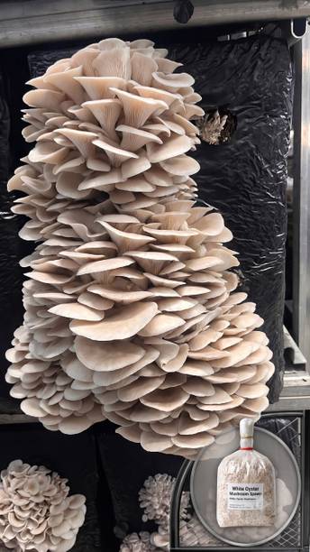 BAGDUTTA Oyster Mushroom Spawn | Premium Mushroom Seeds for Growing & Cultivation Seed
